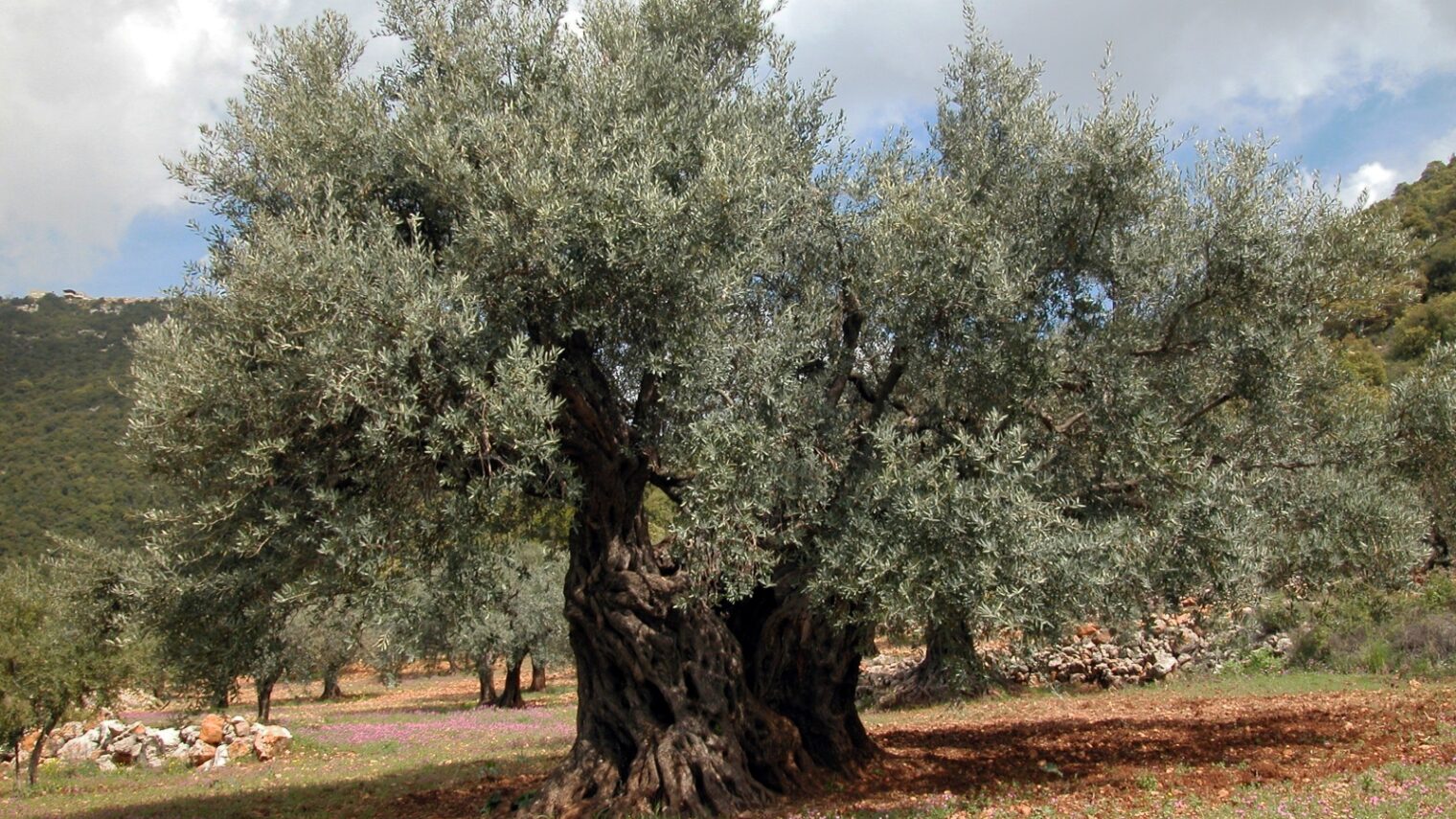 The ancient and still fertile olive tree at Ein al-Asad on Mount Meron. Photo by Yaacov Shkolnik