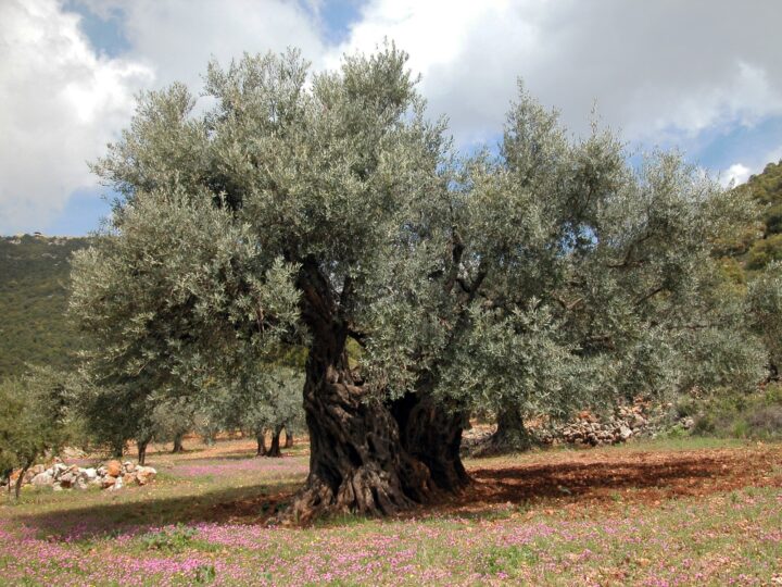 The ancient and still fertile olive tree at Ein al-Asad on Mount Meron. Photo by Yaacov Shkolnik