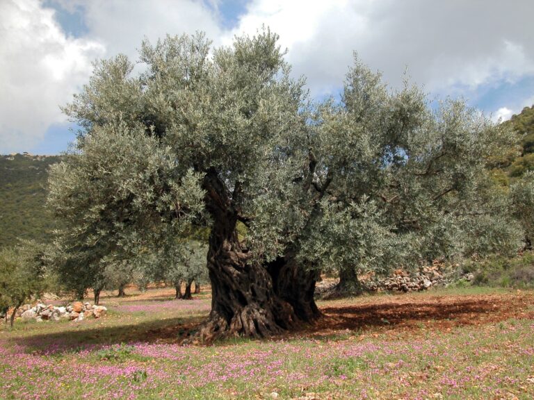 The top 10 most amazing trees in Israel