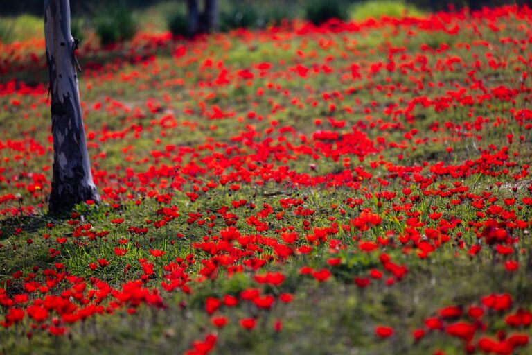 When and where to see Israelâ€™s desert flowers bloom