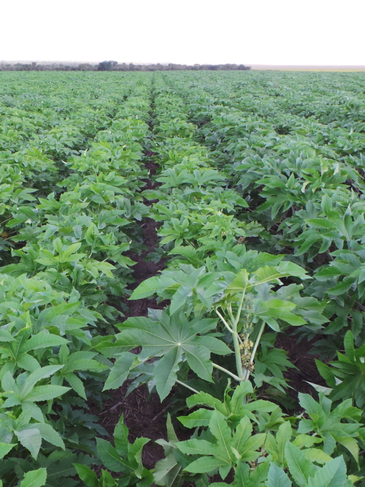 Castor plants in the field. Photo courtesy of Casterra