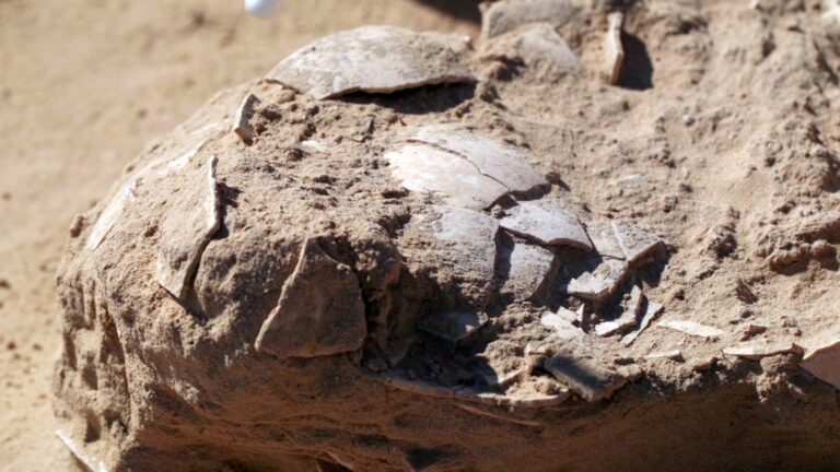 Ancient ostrich eggs uncovered in Israeli desert