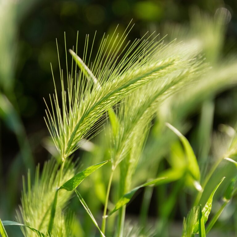 Could ancient wheat be the solution to the worldâ€™s food crisis?