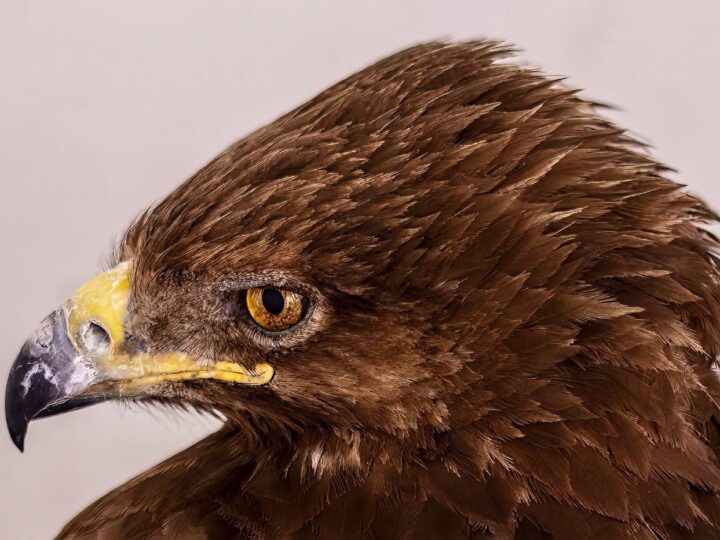 The lesser spotted eagle found with gunshot wounds. Photo by Syvie Swisa