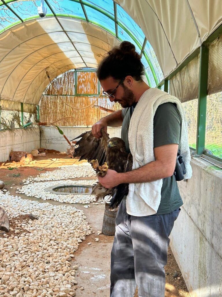 Severely injured eagle nursed back to health in Israel