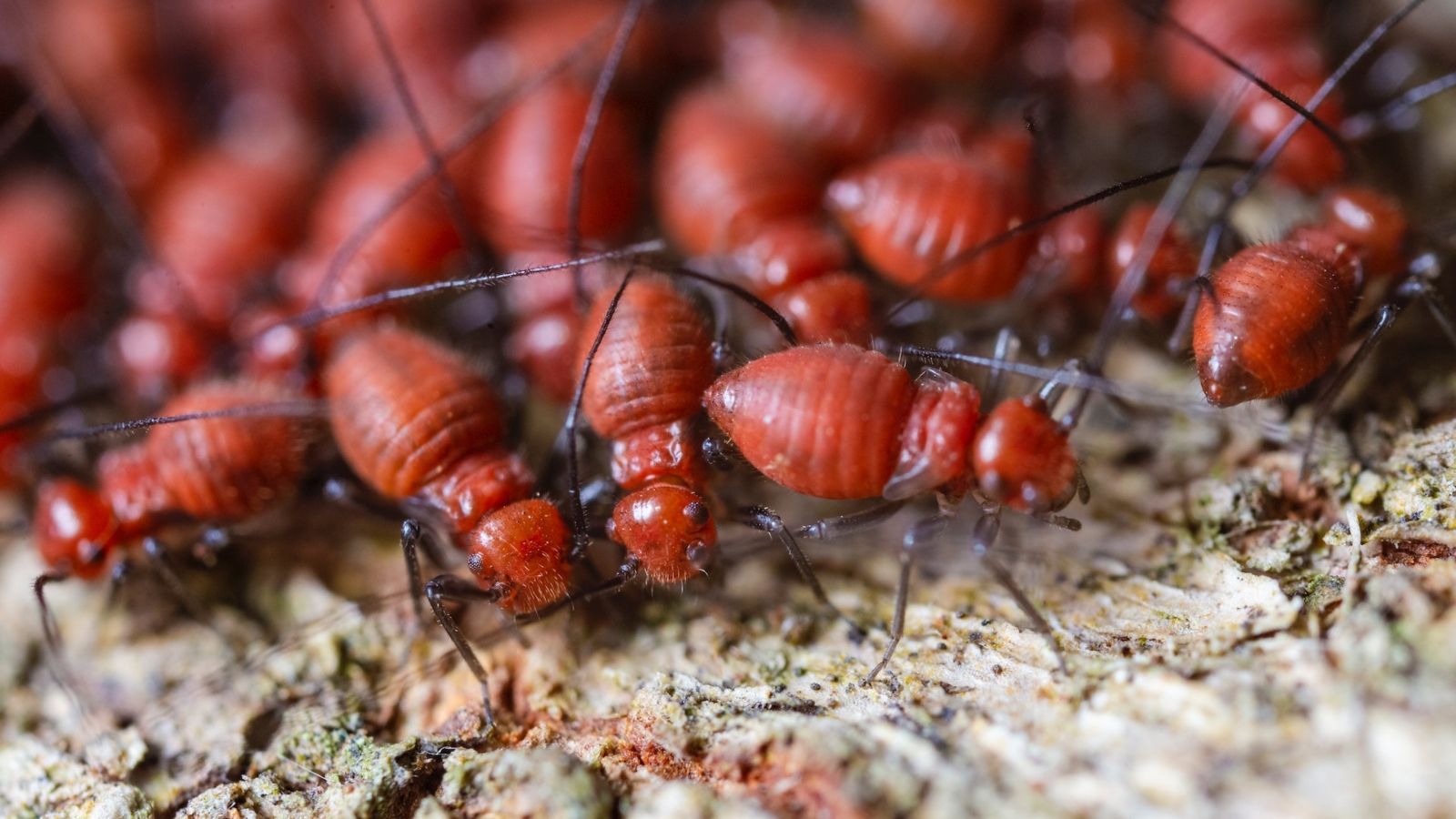 Termites make up 40% of the mass of underground arthropods. Photo by Jimmy Chan on Pexels.com