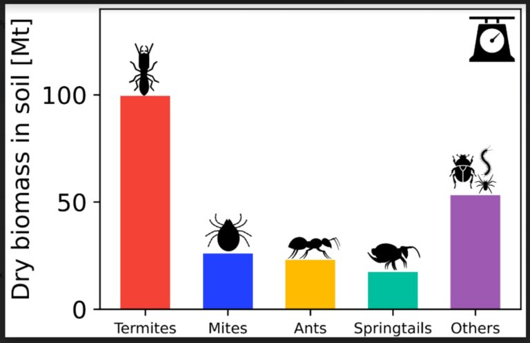Insects weigh as much as people and farm animals combined