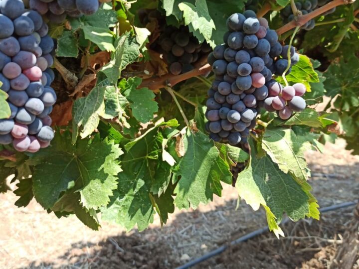 Dabouki grapes growing in Israel. Photo courtesy of Ariel University