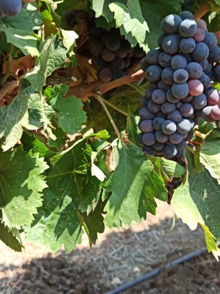Dabouki grapes growing in Israel. Photo courtesy of Ariel University