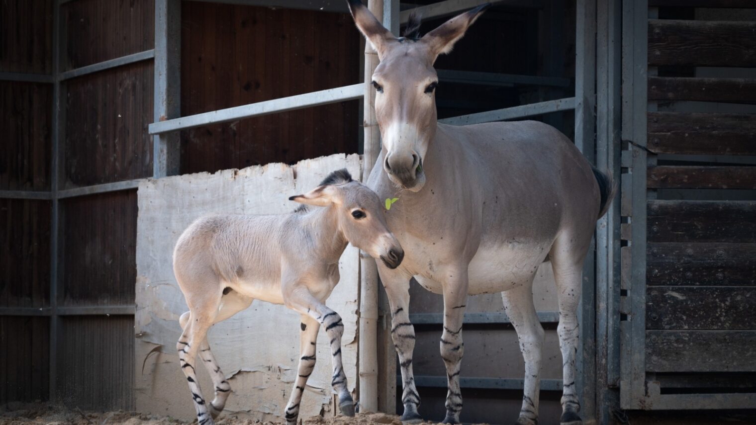 The rare wild African donkey Broko and his mother, Bar, at the Ramat Gan Safari zoological park. Photo by Yam Siton