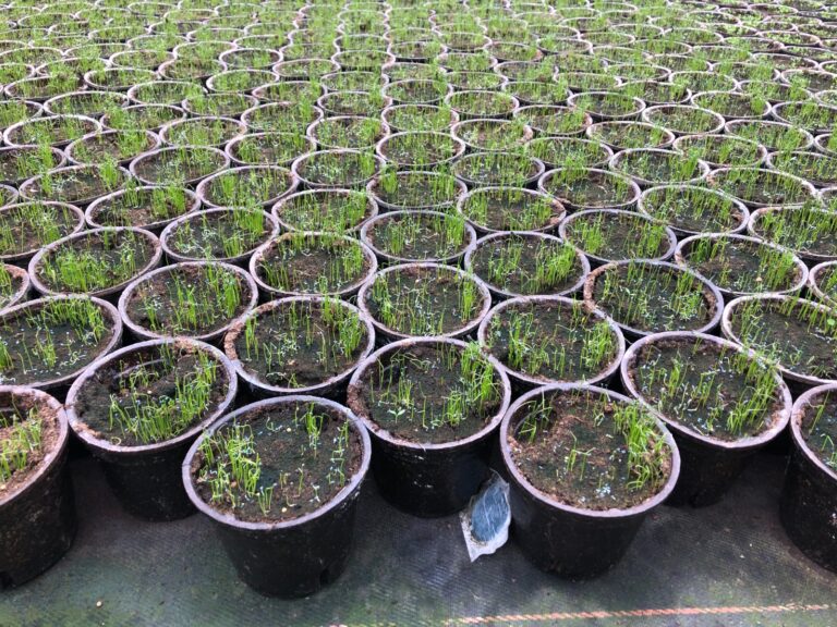 New biodegradable planters aim to eliminate plastic pots