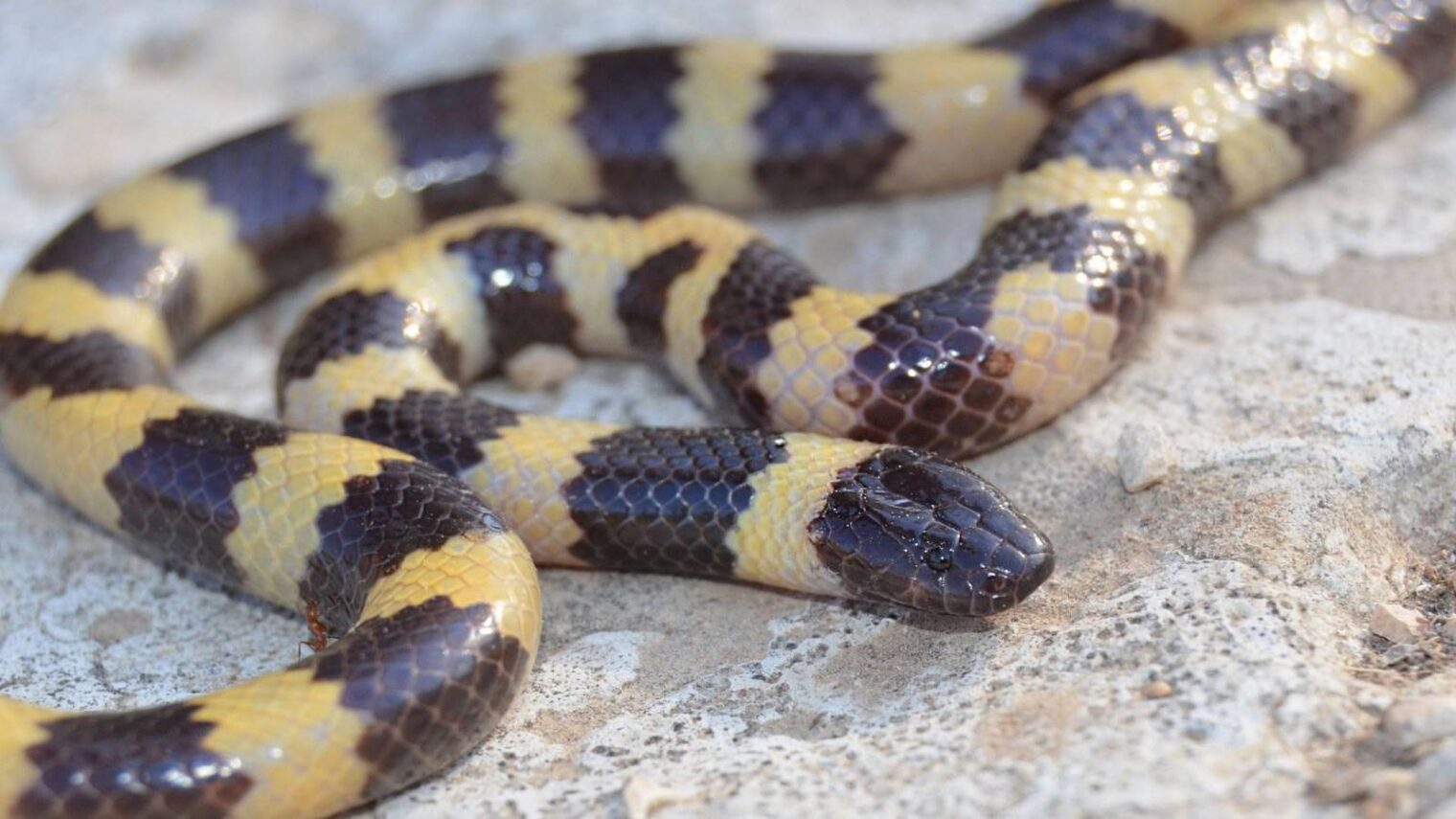 The newly identified Micrelaps snake, native to East Africa and Israel and its neighbors. Photo by David David.