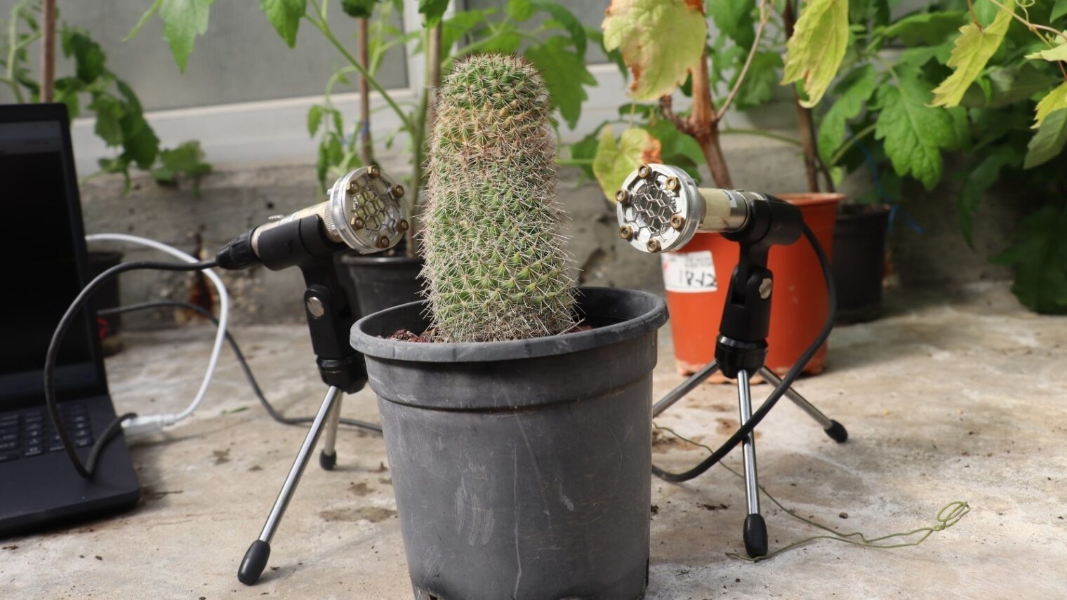 Microphone picking up sounds from a cactus plant. Photo courtesy of Tel Aviv University