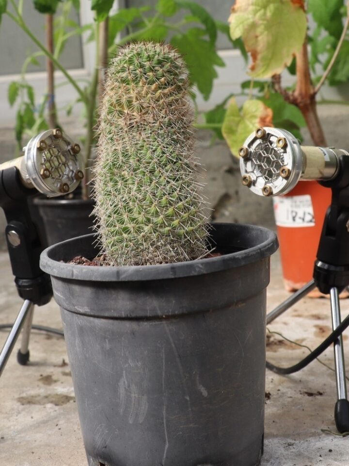 Microphone picking up sounds from a cactus plant. Photo courtesy of Tel Aviv University