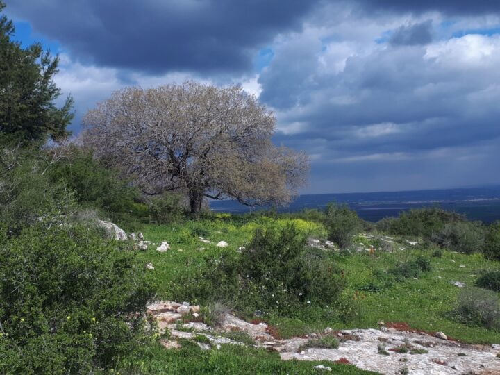 The view along the Ramot Menashe Biosphere Reserve trail. Photo by Itzik Ben Dov/Society for the Protection of Nature in Israel
