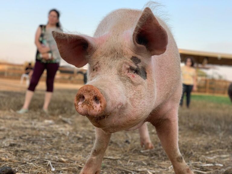 Medicinal mushrooms give rescued pig new lease on life