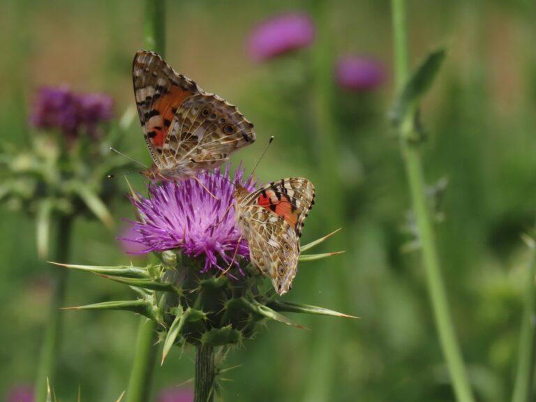 Butterflies in Hula. Photo by Inbar Shlomit Rubin/KKL-JNF