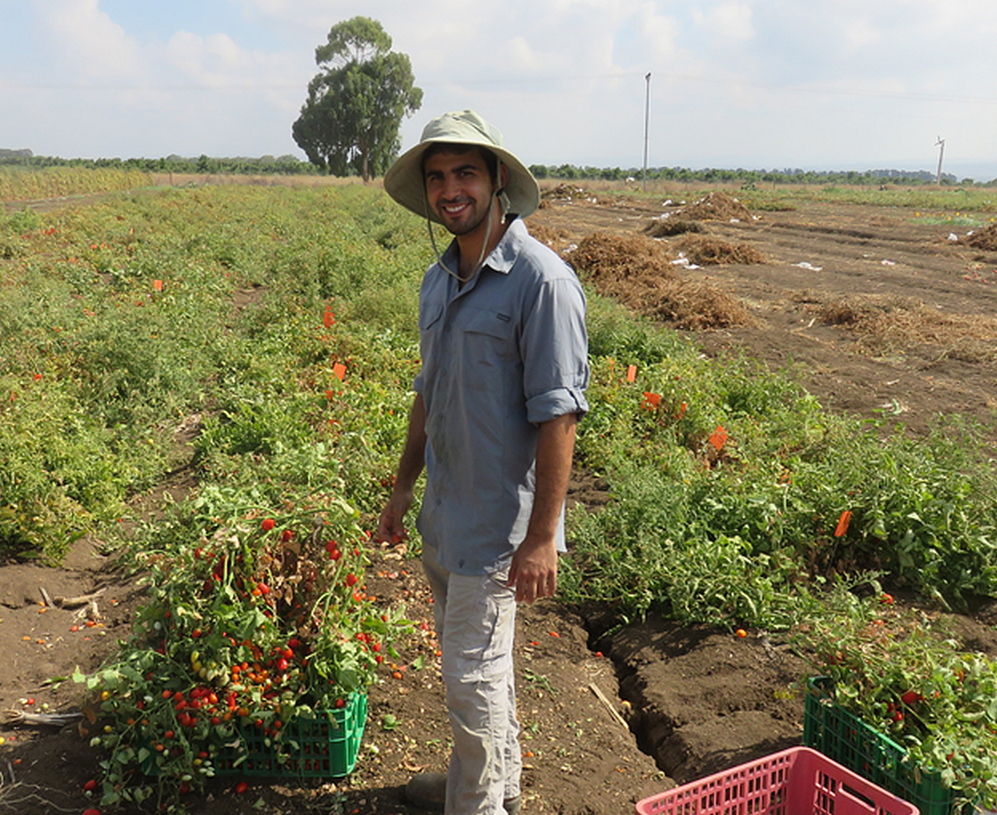 PhD student Shai Torgeman and his new tomato variety that is resistant to drought. Photo courtesy of Hebrew University