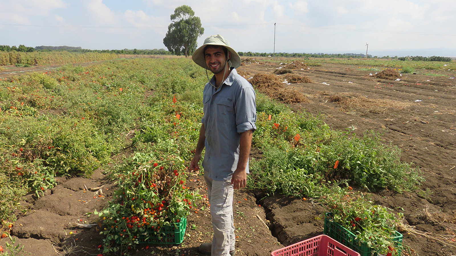 PhD student Shai Torgeman and his new tomato variety that is resistant to drought. Photo courtesy of Hebrew University