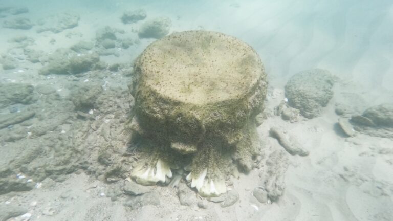 Diver finds treasures from ancient shipwreck