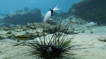 A fish feeds on a dying sea urchin in the Mediterranean Sea. Photo courtesy of Tel Aviv University