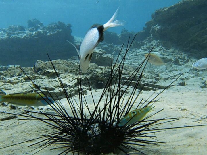 A fish feeds on a dying sea urchin in the Mediterranean Sea. Photo courtesy of Tel Aviv University