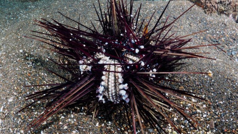 Red Sea reef threat after mass sea urchin die-off