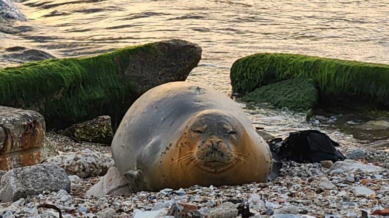 Why is a monk seal chilling on the beach in Tel Aviv?