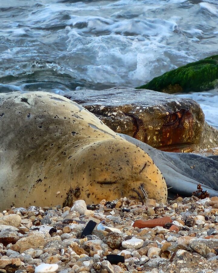 Yulia the monk seal has been protected during her beach vacation in Israel. Photo by Dr. Aviad Scheinin/Delphis