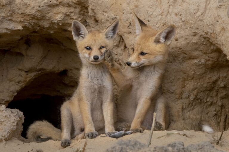 9 stunning wildlife photos from new exhibition in Tel Aviv