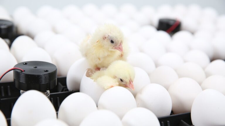 Gender-bender chicks to improve the chicken industry
