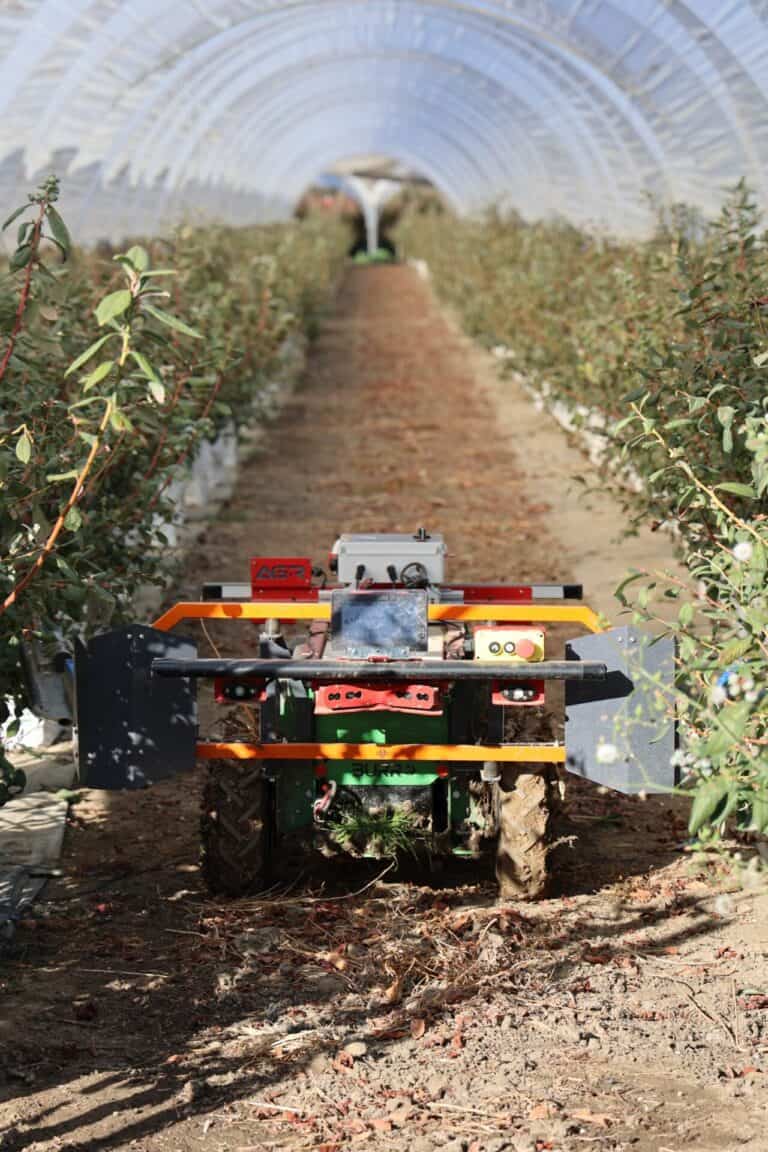 Now robo-bees are pollinating avocados and blueberries