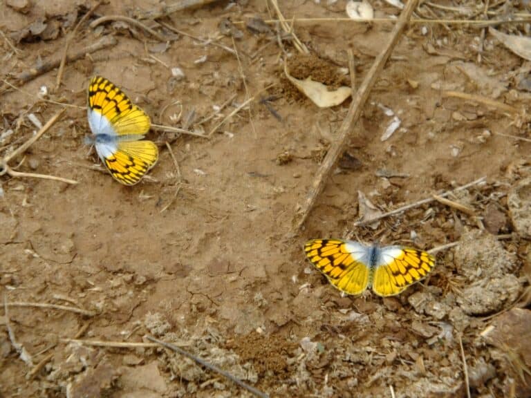 Whatâ€™s behind rapid decline in butterflies worldwide?