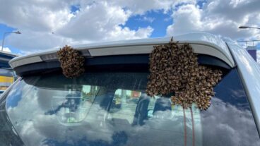 Finding the swarms on the back windscreen. Photo by Nicky Blackburn