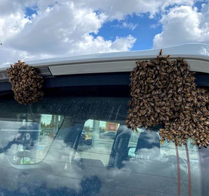 Finding the swarms on the back windscreen. Photo by Nicky Blackburn