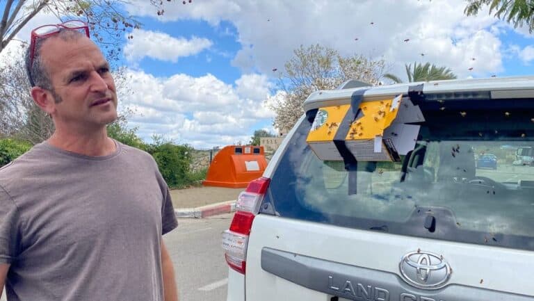 What to do in Israel when bees swarm your car
