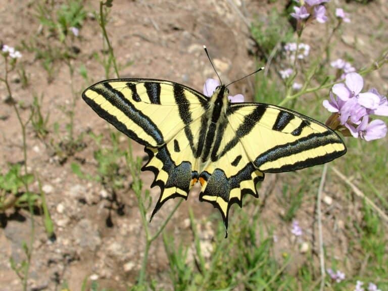 Whatâ€™s behind rapid decline in butterflies worldwide?