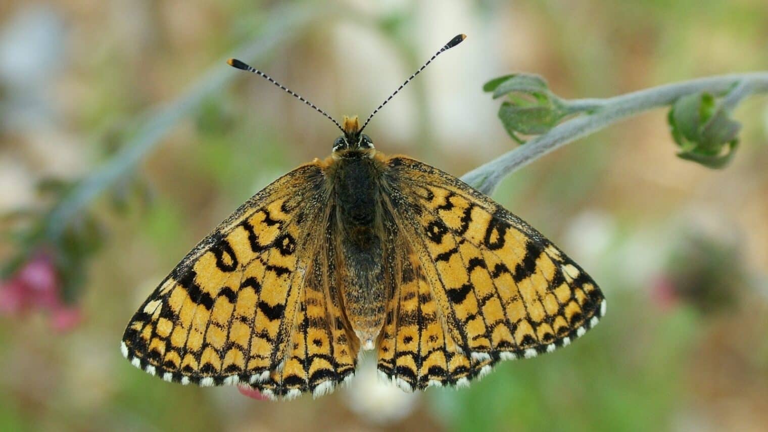 The Glanville fritillary butterfly species. Photo by Ofir Tomer