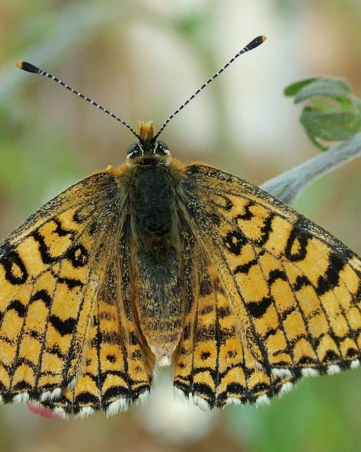The Glanville fritillary butterfly species. Photo by Ofir Tomer