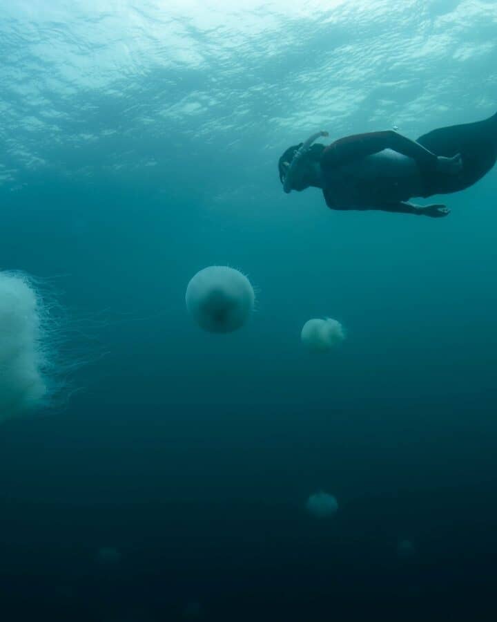A jellyfish researcher from the University of Haifa gets up close with the underwater creatures. Photo by Hagai Nativ/Morris Kahn Marine Research Station