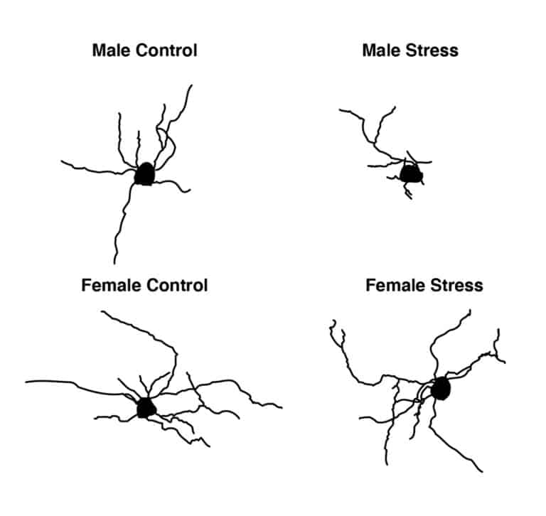 Male and female brains respond to stress differently