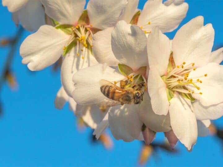 A honeybee pollinating an almond flower. Photo courtesy of BeeHero