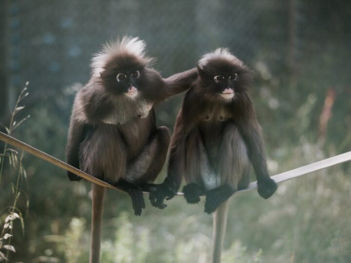 Langur monkeys at Israel Primate Sanctuary. Photo by Maya Lahav