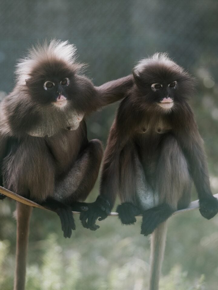 Langur monkeys at Israel Primate Sanctuary. Photo by Maya Lahav