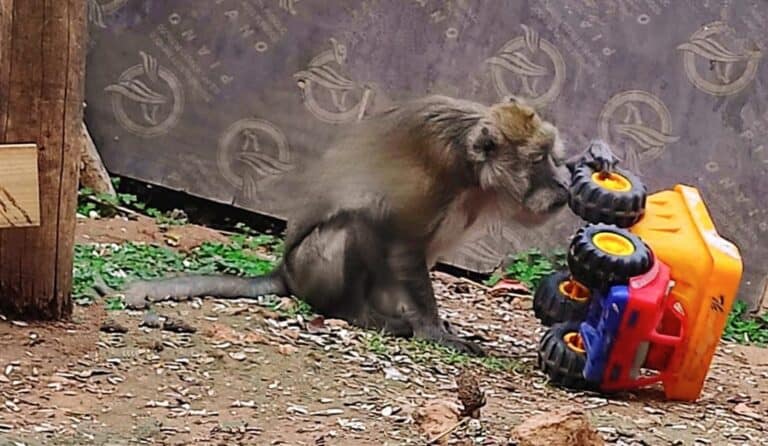 Rescued baboons and monkeys finally find a place to thrive