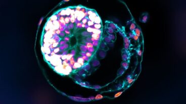 A stem cellâ€“derived human embryo model at a developmental stage equivalent to that of a human embryo at day 12 has all the compartments typical of this stage. Photo courtesy of the Weizmann Institute of Science