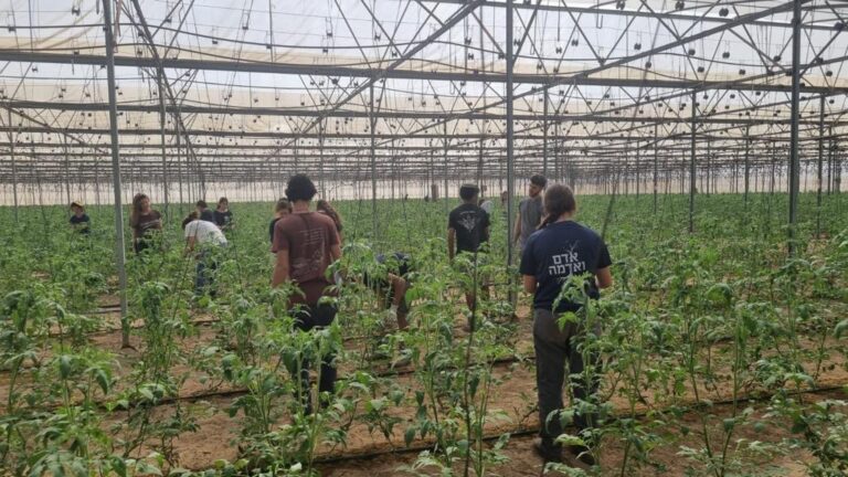 Volunteers picking produce in southern Israel. Photo courtesy of HaShomer HaChadash