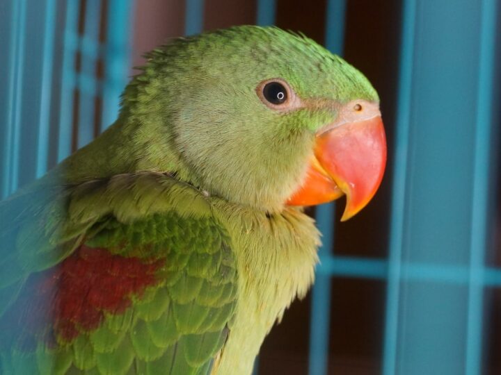 Parrot in a cage. Photo by Yassh Kaushik via Shutterstock.com