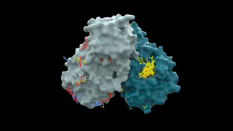 A 3D model of a key COVID-19 protein, the main protease (green gray), which is crucial to the virus’s replication. The researchers searched for small molecules that can bind to the protein’s active sites (yellow), blocking its activity. Image: Diamond Light Source