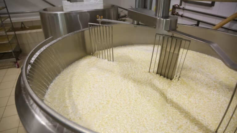 Extracting the exosomes from whey, a byproduct of the cheese-making process. Photo courtesy of Exosomm